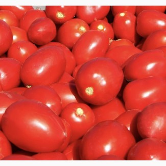 Продам помідори сливка, знаходимось у Львові, у великій кількості