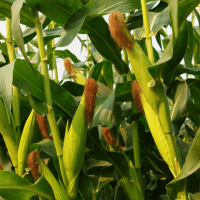 Семена кукурузы дн пивиха (фао 180) рост агро