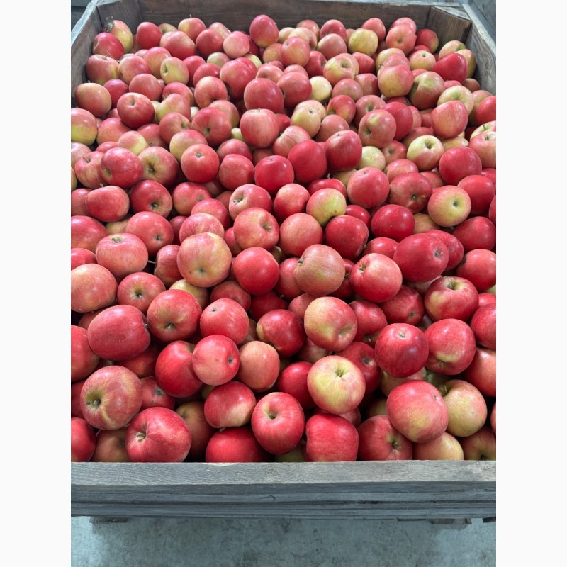 Фото 9. Продам оптом яблука фрешовані з холодильника