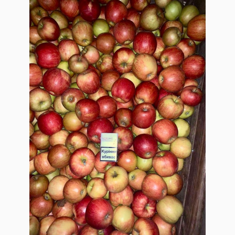 Фото 4. Продам оптом яблука фрешовані з холодильника