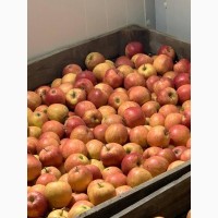 Продам оптом яблука фрешовані з холодильника