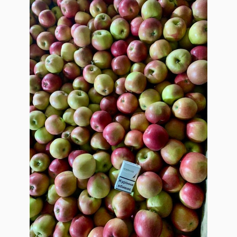 Фото 6. Продам оптом яблука фрешовані з холодильника