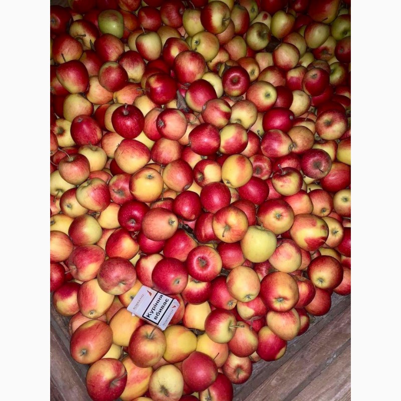 Фото 7. Продам оптом яблука фрешовані з холодильника