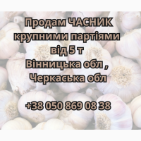 Продам крупними партіями часник від 5 тонн