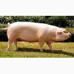 Продам свиней живым весом. Ландрас беконного типа.