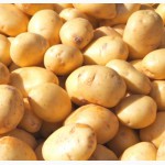 Посадочный картофель фермерское хозяйство