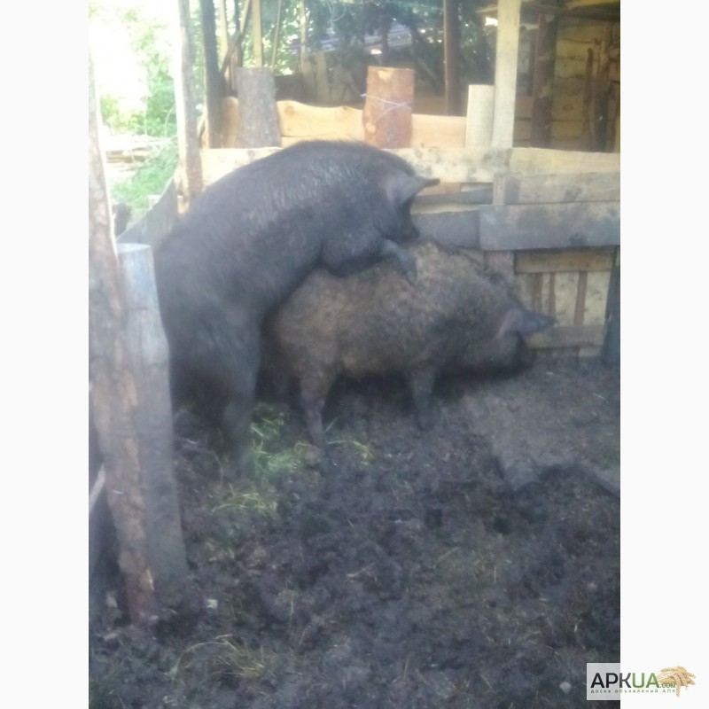 Фото 2. Продам свиней поросят порода венгерская мангалица пуховая травоядная