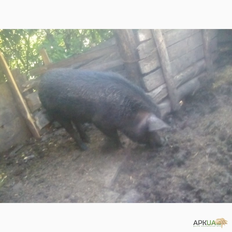 Фото 3. Продам свиней поросят порода венгерская мангалица пуховая травоядная