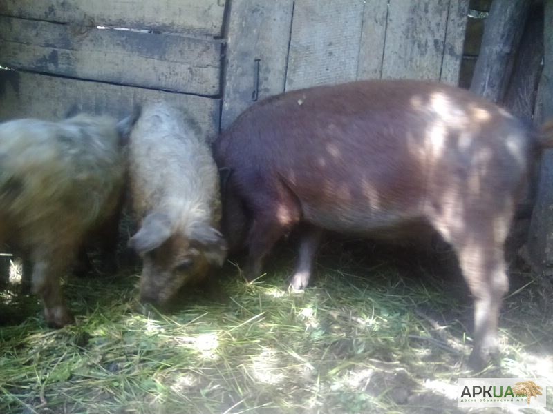 Фото 7. Продам свиней поросят порода венгерская мангалица пуховая травоядная