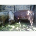 Продам свиней поросят порода венгерская мангалица пуховая травоядная
