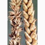 Куплю пшеницю с головнёй