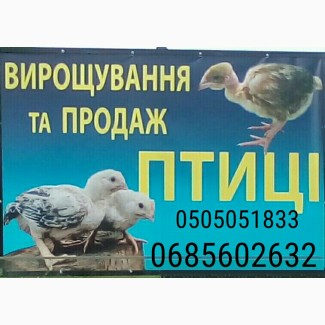 Продам цыплят