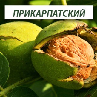 Сортовые саженцы ореха, фундука и плодовых из питомника
