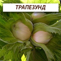 Сортовые саженцы ореха, фундука и плодовых из питомника