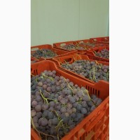 Виноград из Италии оптом от производителя сезон 2018/2019