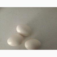 Інкубаційне яйце срібний легорн(італійська несучка)