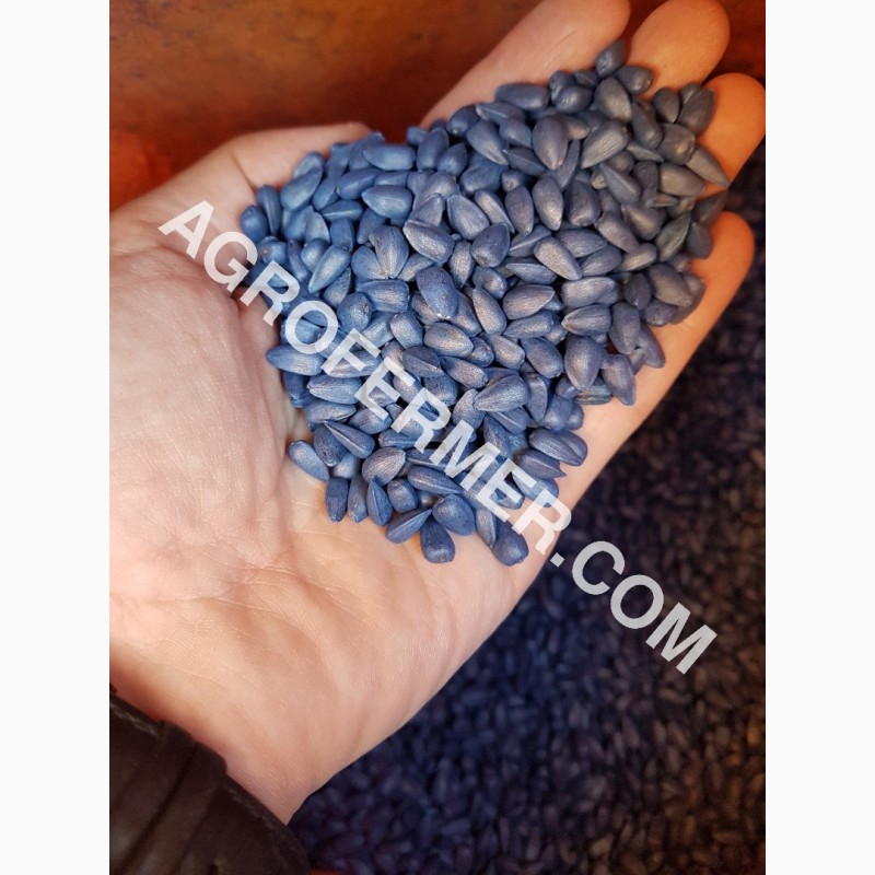 Фото 13. Семена подcолнечника CRESTON FS 799 Канадский трансгенный гибрид