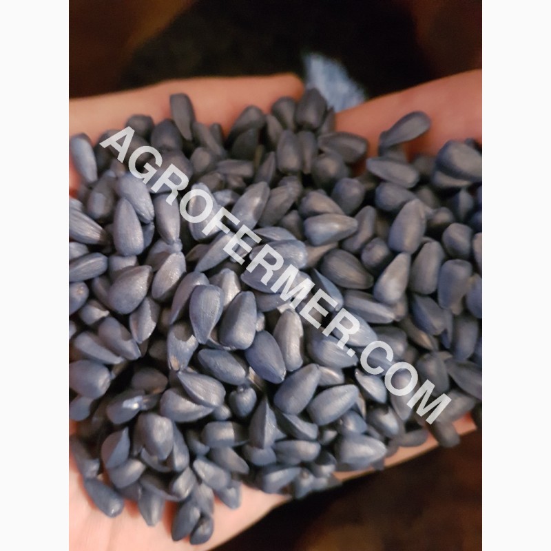 Фото 3. Семена подcолнечника CRESTON FS 799 Канадский трансгенный гибрид