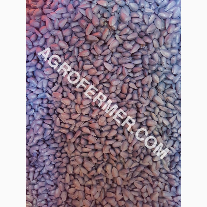 Фото 7. Семена подcолнечника CRESTON FS 799 Канадский трансгенный гибрид