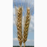 Продам семена озимой пшеницы, ячменя
