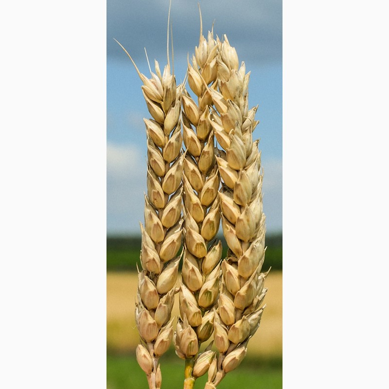 Фото 2. Продам семена озимой пшеницы, ячменя