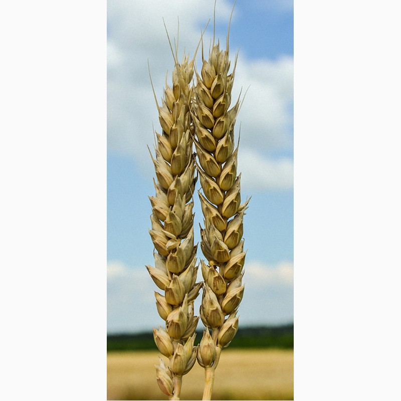 Фото 3. Продам семена озимой пшеницы, ячменя