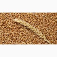 Закупаем пшеницу 2-3 класса