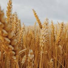Фото 3. Закупка пшеницы. Самовывоз