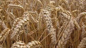 Фото 4. Закупка пшеницы. Самовывоз