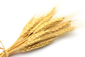 Фото 5. Закупка пшеницы. Самовывоз