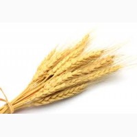 Закупка пшеницы. Самовывоз