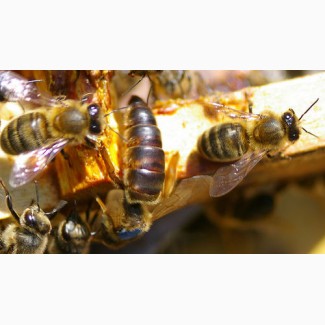 Пчеломатки плодные пчелы пчелопакеты