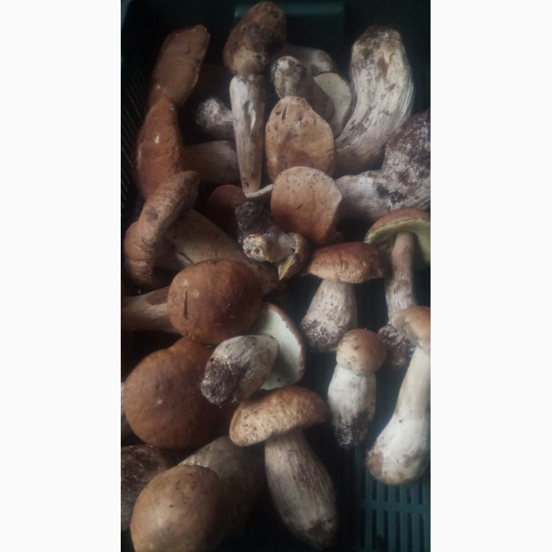 Фото 5. Продам гриби білі сушені