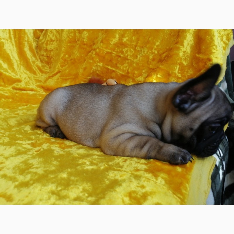 Фото 5. Прекрасные щенки французских бульдогов