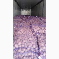 Продам картоплю із Білорусії