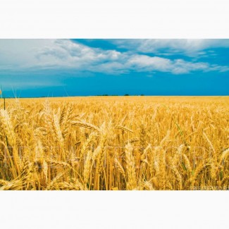 Закупаем пшеницу продовольственную 2-4 класс согласно ДСТУ