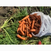 Морковка оптом