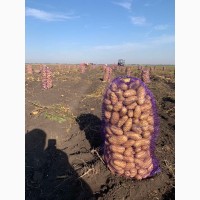Продам картофель товарный Гранада