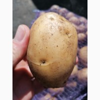 Картофель сорт эволюшн, гала новый урожай