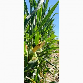 Семена кукурузы ДН Страйд (ФАО 230). Урожай 2021