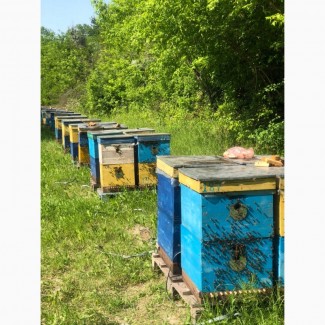 Бджолопакети карпатка 2021 Пчелопакеты