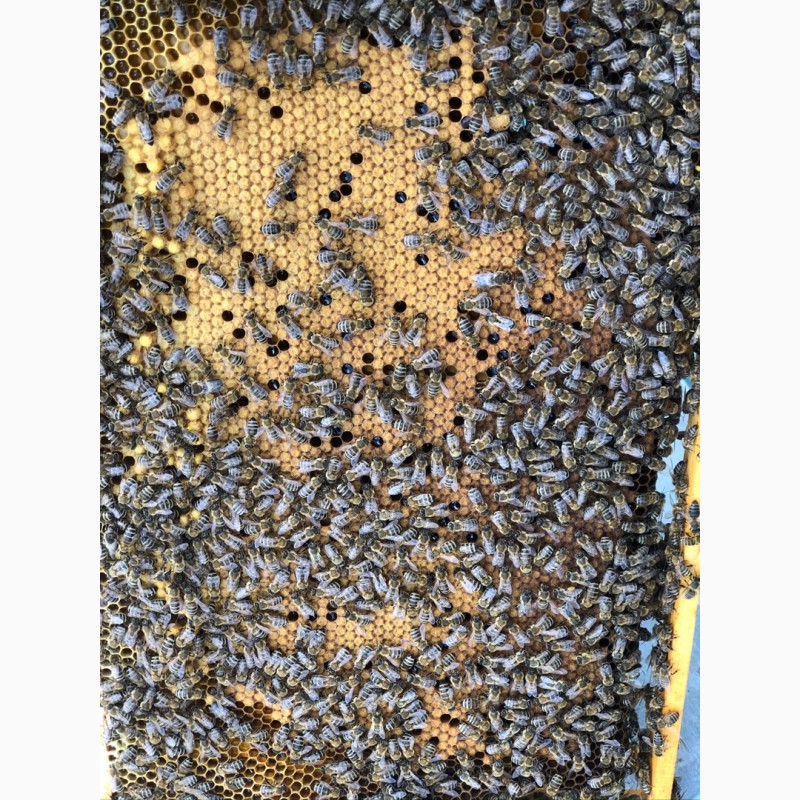 Фото 2. Бджолопакети карпатка 2021 Пчелопакеты