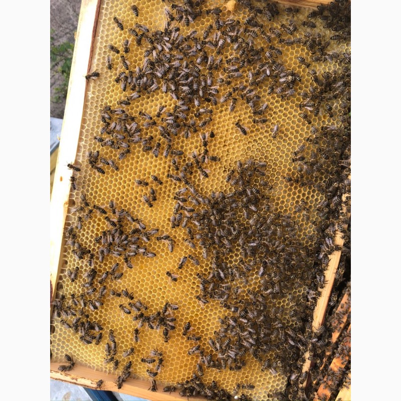 Фото 3. Бджолопакети карпатка 2021 Пчелопакеты