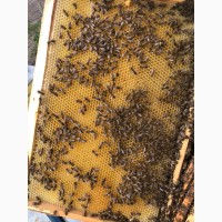 Бджолопакети карпатка 2021 Пчелопакеты
