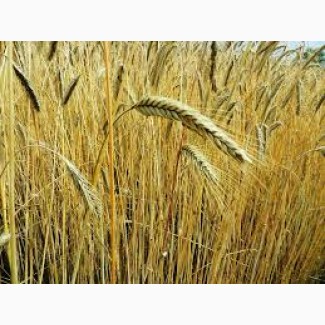Новый урожай. Куплю пшеницу