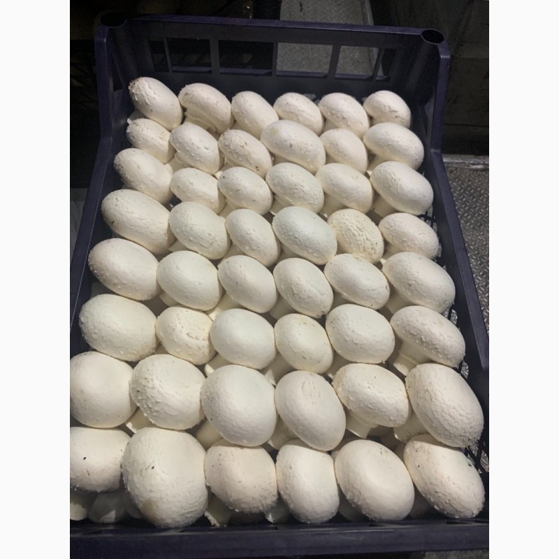 Фото 2. Продажа грибов шампиньонов от производителя