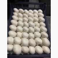 Продажа грибов шампиньонов от производителя