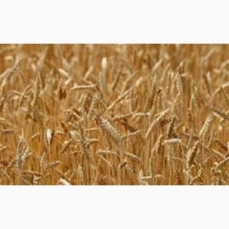 Озима пшениця Катаріна
