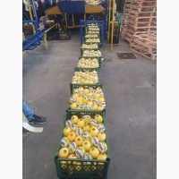 Занимаемся поставкой лимона