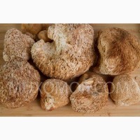 Ежовик гребенчатый ДИКИЙ (Lion#039; s mane) ЦЕЛЫЕ плоды гриба - 50 гр